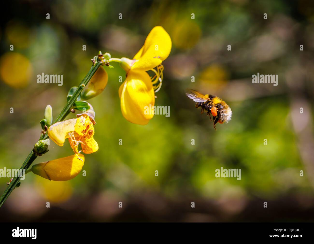 Une abeille vole par une fleur à balai jaune, le pollen attaché à sa patte postérieure dans son panier de pollen (ou corbicula) sur des poils scopales, jardin à Surrey, Royaume-Uni Banque D'Images