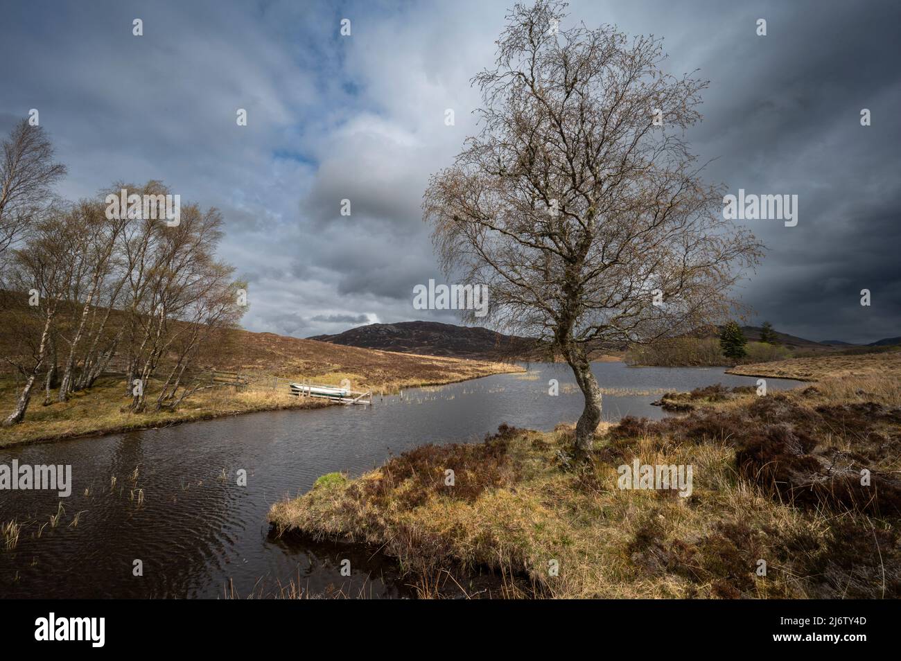 Le flux sortant du Loch Tarf passe devant ce vieux bouleaux plutôt ronflé, puisqu'il mène à Carn na Dreamaig et à Allt Doe avant de terminer son voyage Banque D'Images