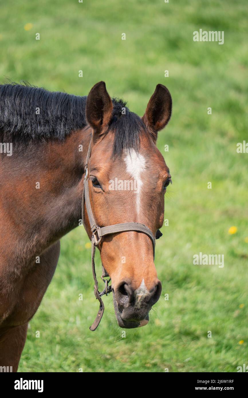 Cheval brun avec des rênes regarde dans l'objectif, photo prise verticalement Banque D'Images