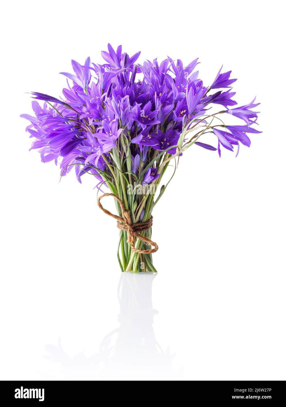 Un petit bouquet de fleurs bluebell. Photo isolée. Banque D'Images