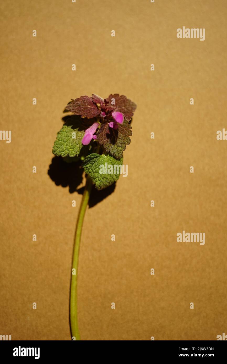 Lamium purpueum, connu sous le nom de dorade rouge, de dorade pourpre, d'archange pourpre ou d'est sur une table brune. Banque D'Images