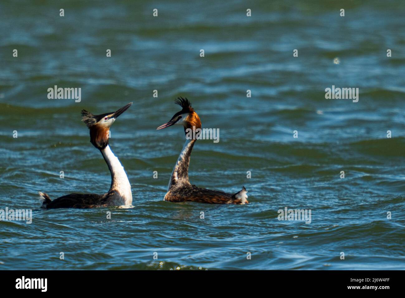 deux grebes à crête en cour dans l'eau au printemps Banque D'Images