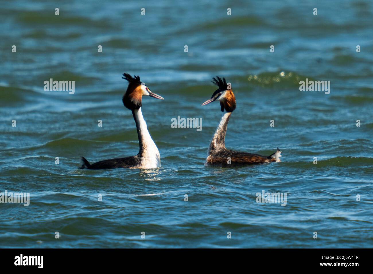 deux grebes à crête en cour dans l'eau au printemps Banque D'Images