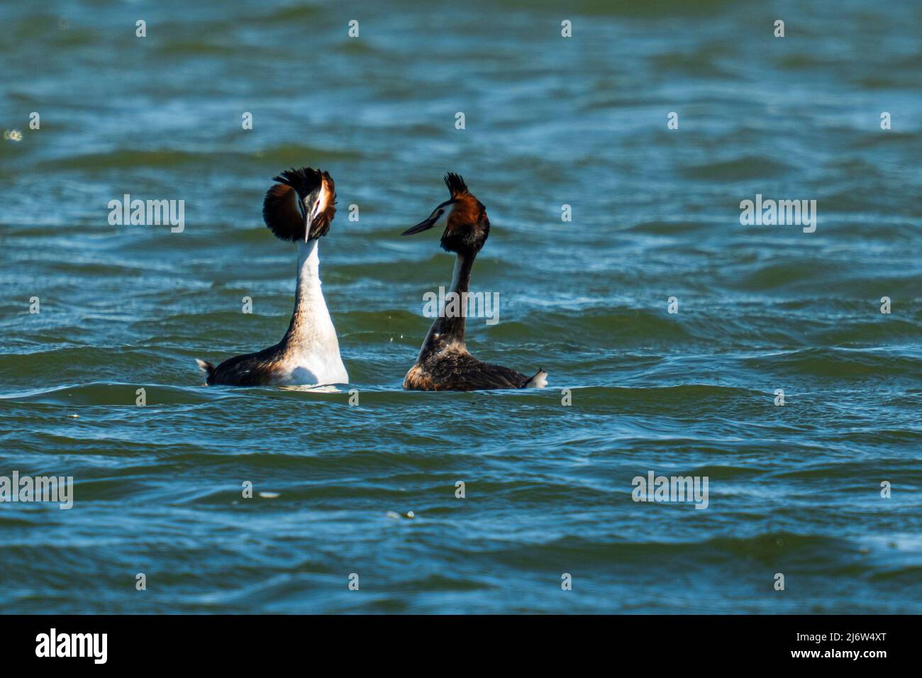 deux grebes à crête en cour dans l'eau au printemps Banque D'Images