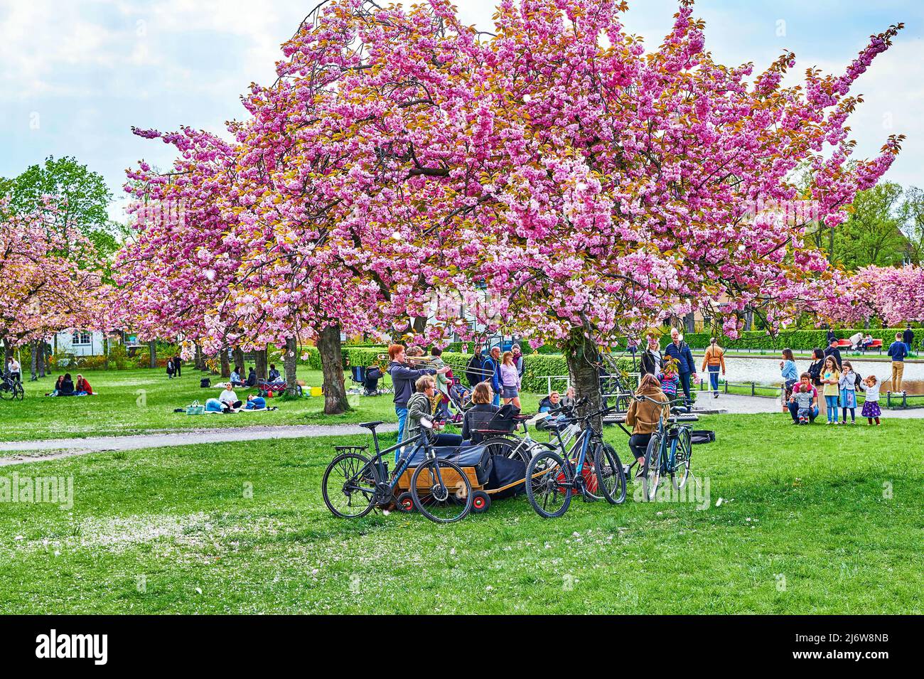 Berlin, Allemagne - 1 mai 2022 : scène dans le Lilienthalpark de Berlin avec de jeunes musiciens sous des cerisiers japonais en fleurs roses. Banque D'Images