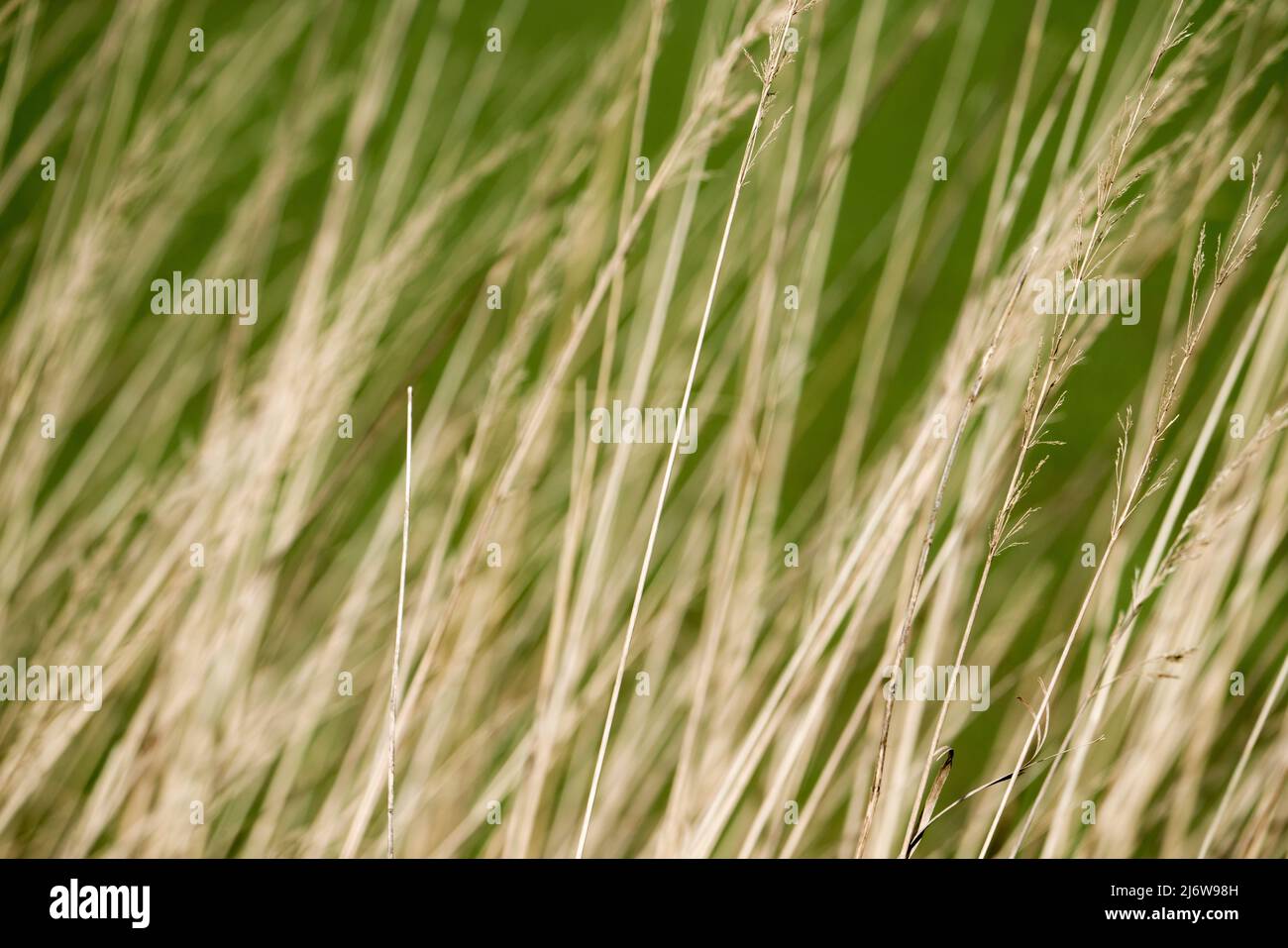 Lames d'herbe, gros plan Banque D'Images