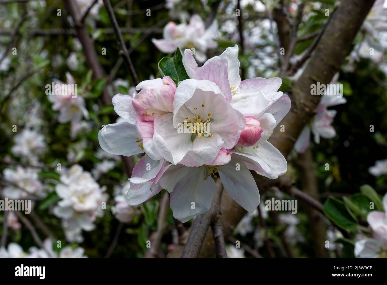 Espace de fleurs de pomme - verger de pomme en gros plan. Un bouquet de fleurs de pomme développées sur une branche. Banque D'Images