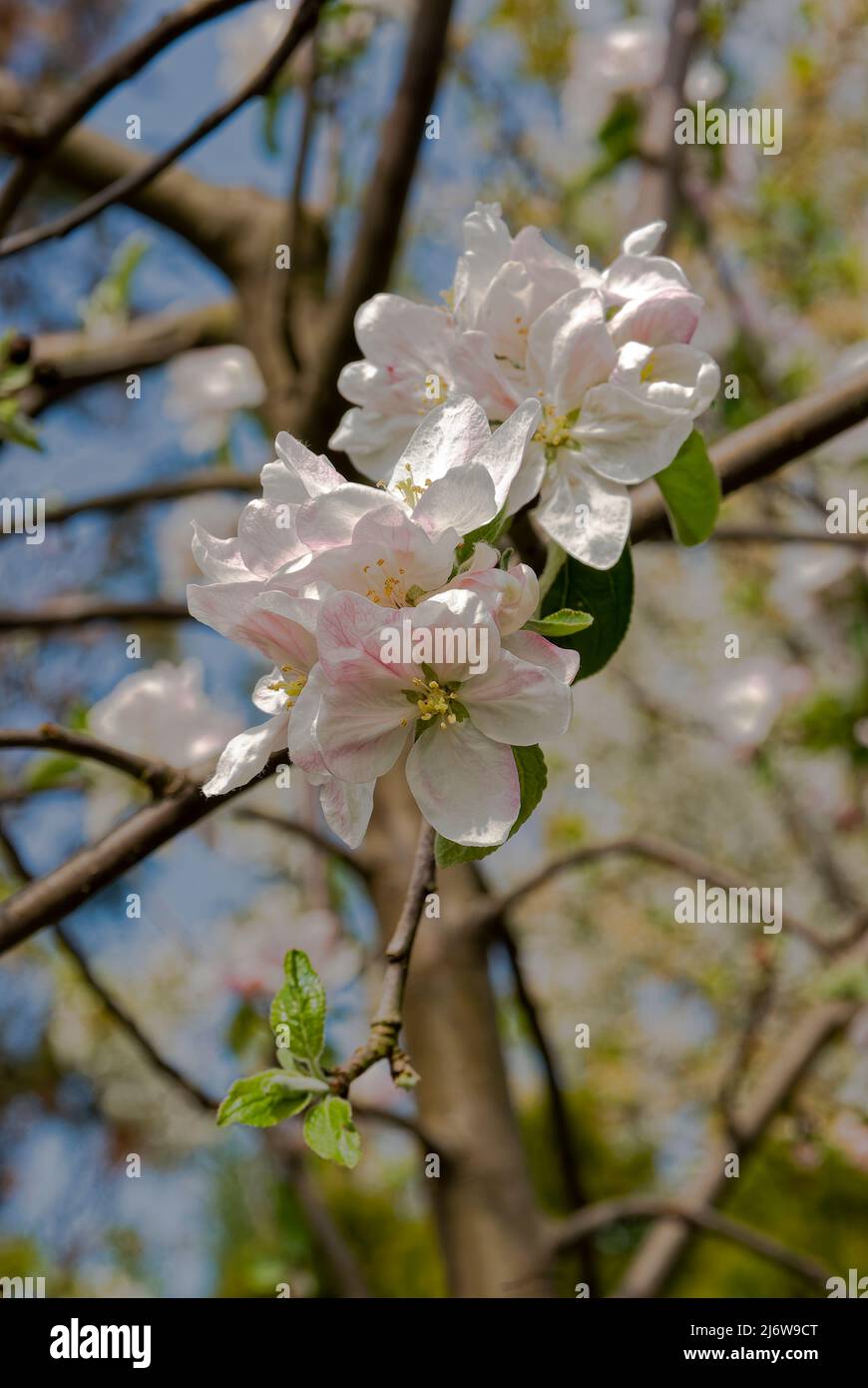 Fleurs de pomme – dans un verger de printemps. Banque D'Images