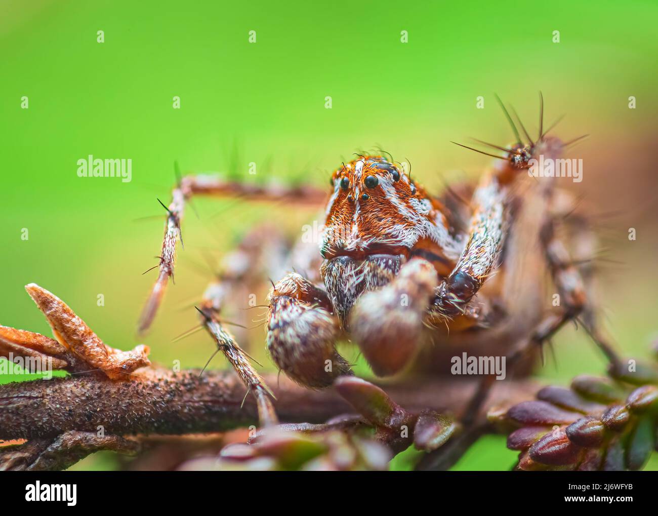 Araignée lynx rayée - Oxyopes ramosus, photo rapprochée de l'araignée Banque D'Images