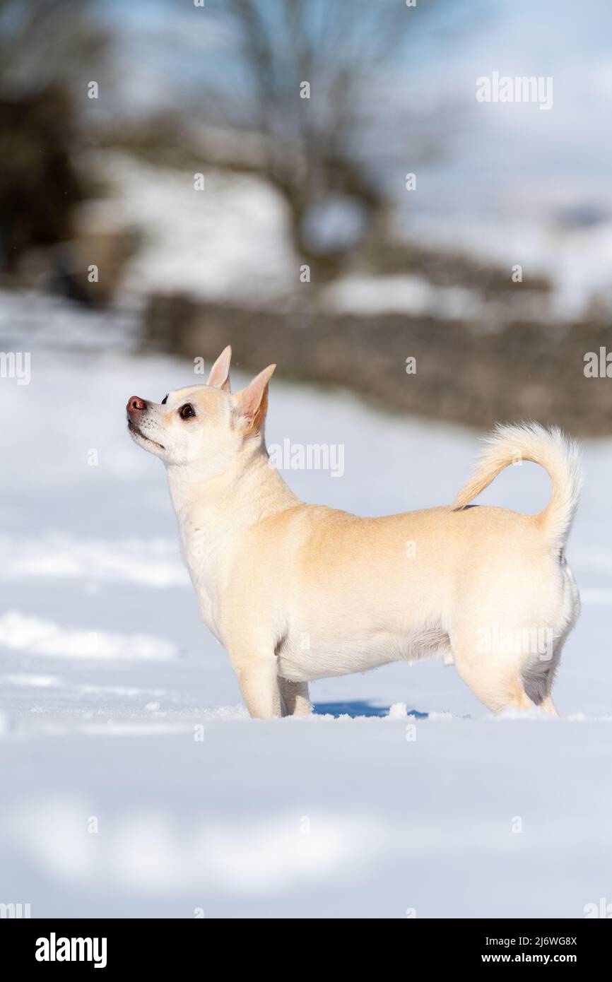 Chien Chihuahua jouant dans la neige, North Yorkshire, Royaume-Uni. Banque D'Images
