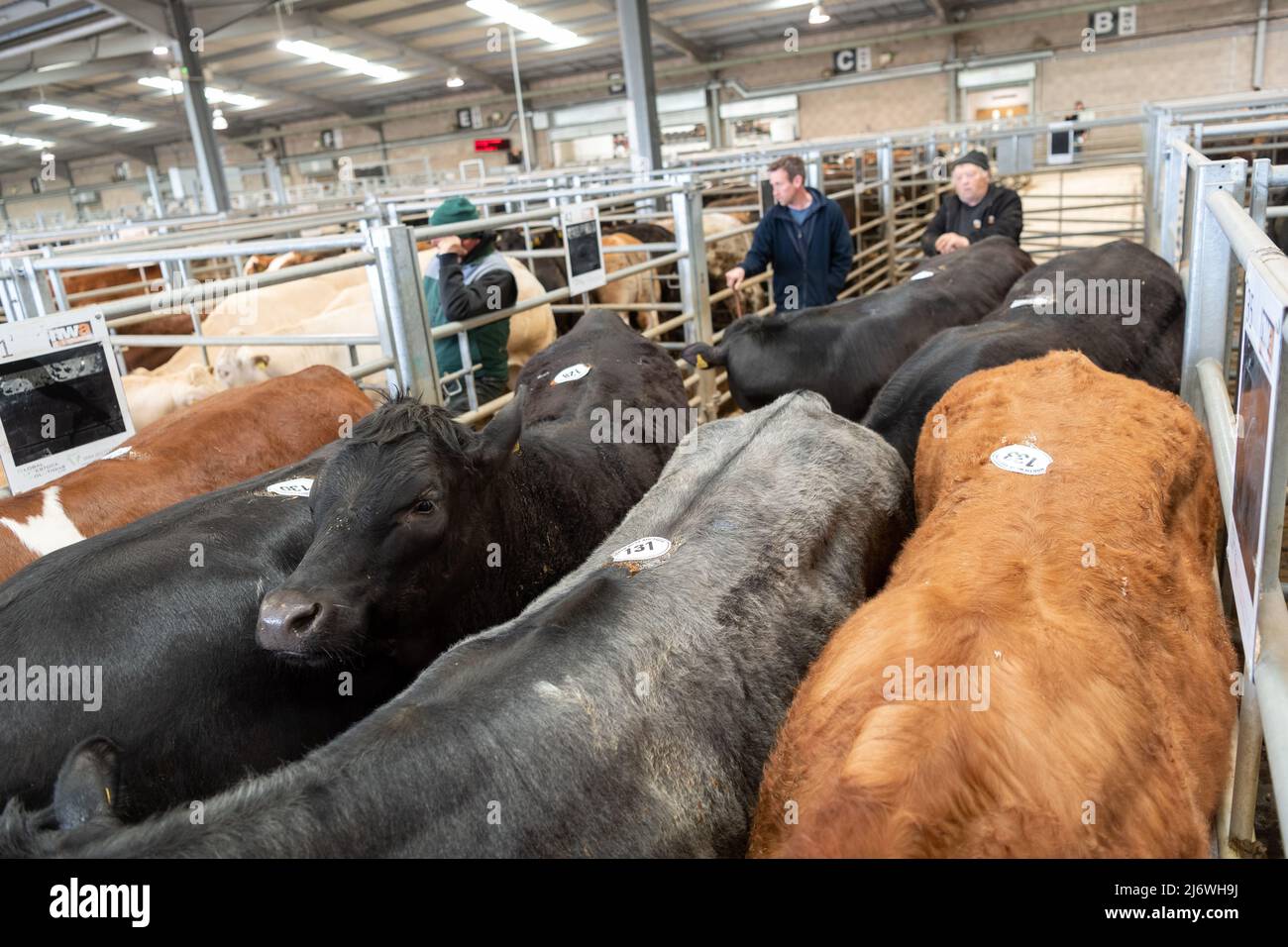 Stylos de bovins de boucherie sur un marché de vente aux enchères de bétail à Cumbria, Royaume-Uni. Banque D'Images