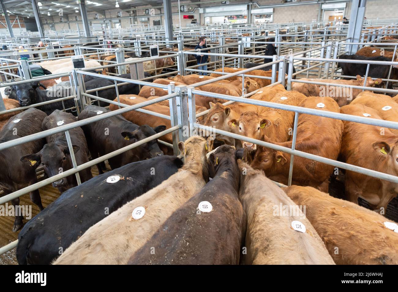 Stylos de bovins de boucherie sur un marché de vente aux enchères de bétail à Cumbria, Royaume-Uni. Banque D'Images