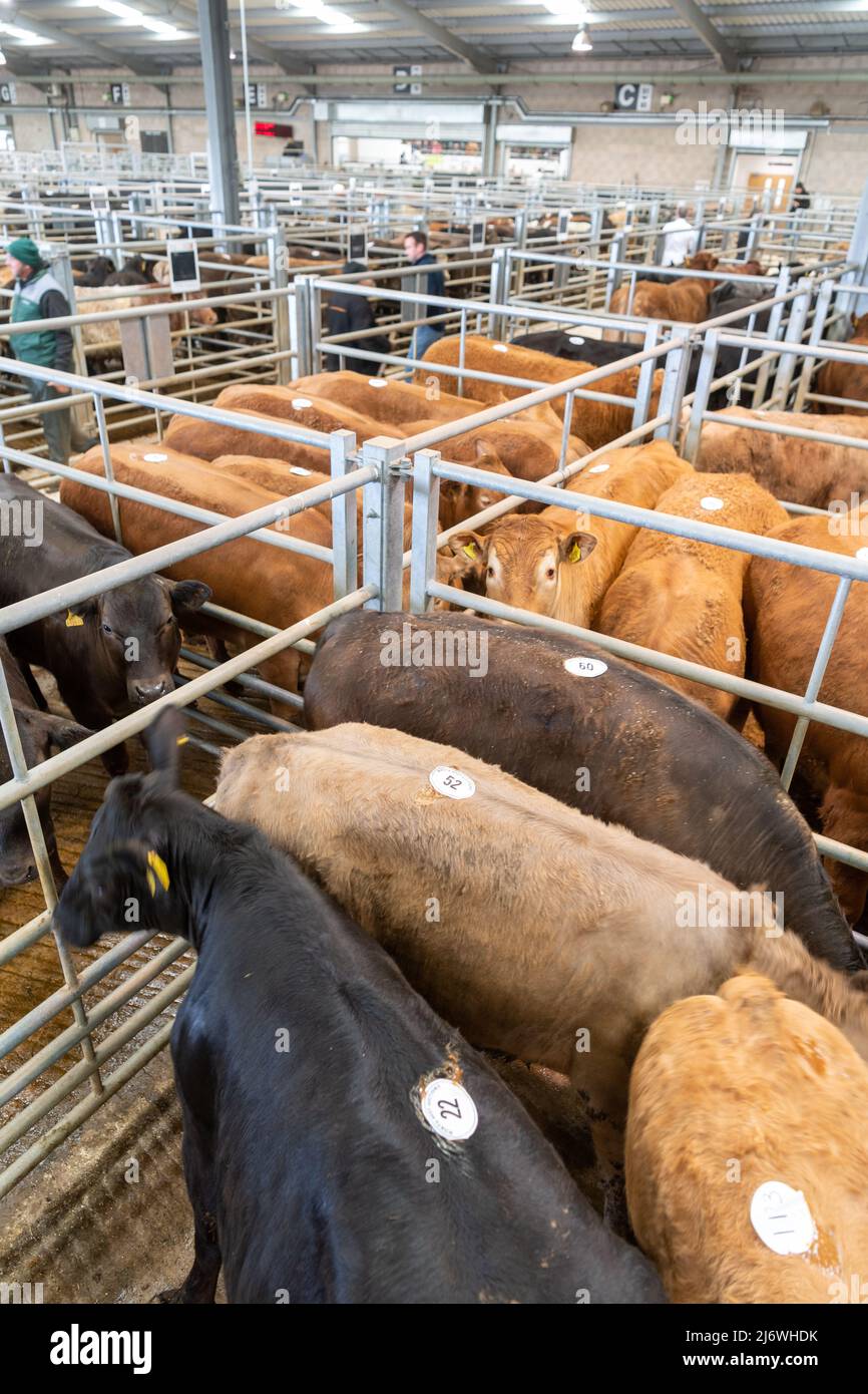 Stylos de bovins de boucherie sur un marché de vente aux enchères de bétail à Cumbria, Royaume-Uni. Banque D'Images