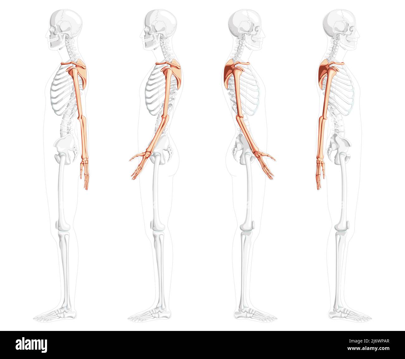Squelette du membre supérieur bras avec ceinture d'épaule vue latérale humaine avec position des os partiellement transparente. Jeu de mains, clavicule, scapula, avant-bras réaliste plat illustration vectorielle de l'anatomie isolée Illustration de Vecteur