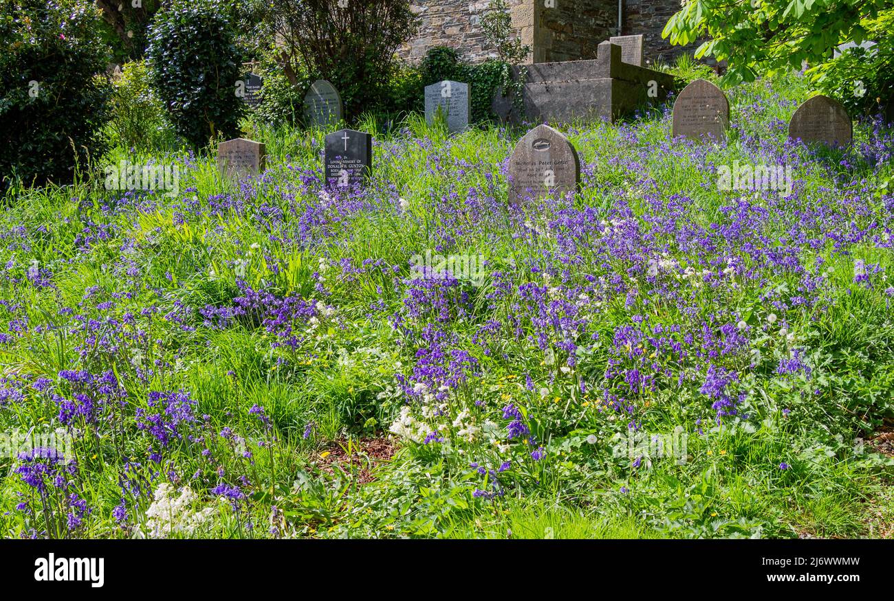 Bluebells Blue Bells croissant dans le cimetière ou le cimetière couvrant les pierres tombales ou les pierres de tête Banque D'Images