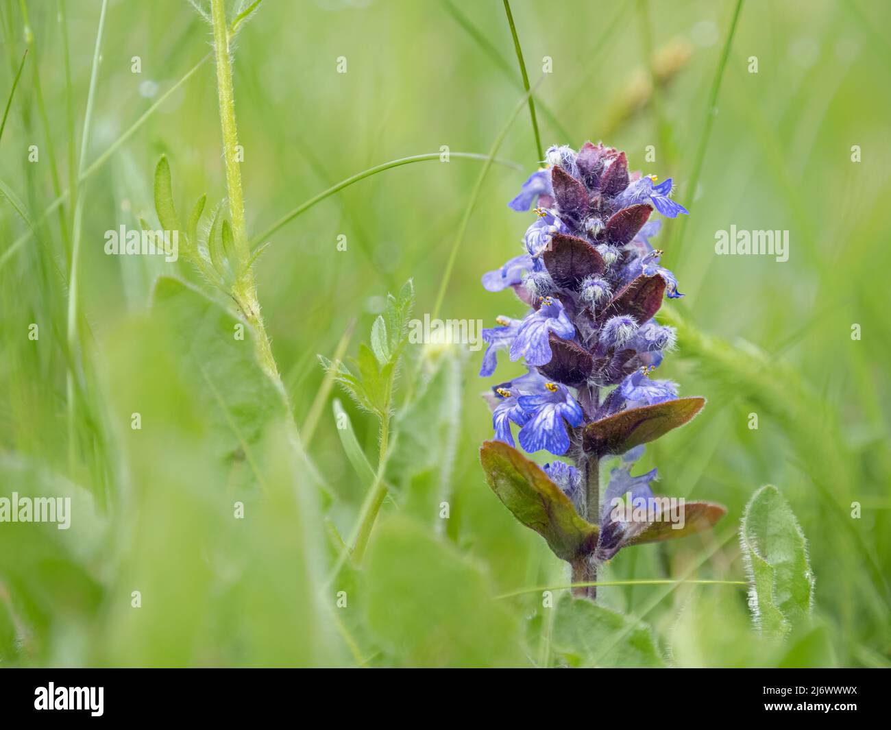 Bugle, Ajuga reptans ; pointe de fleur. Norfolk Mai Banque D'Images