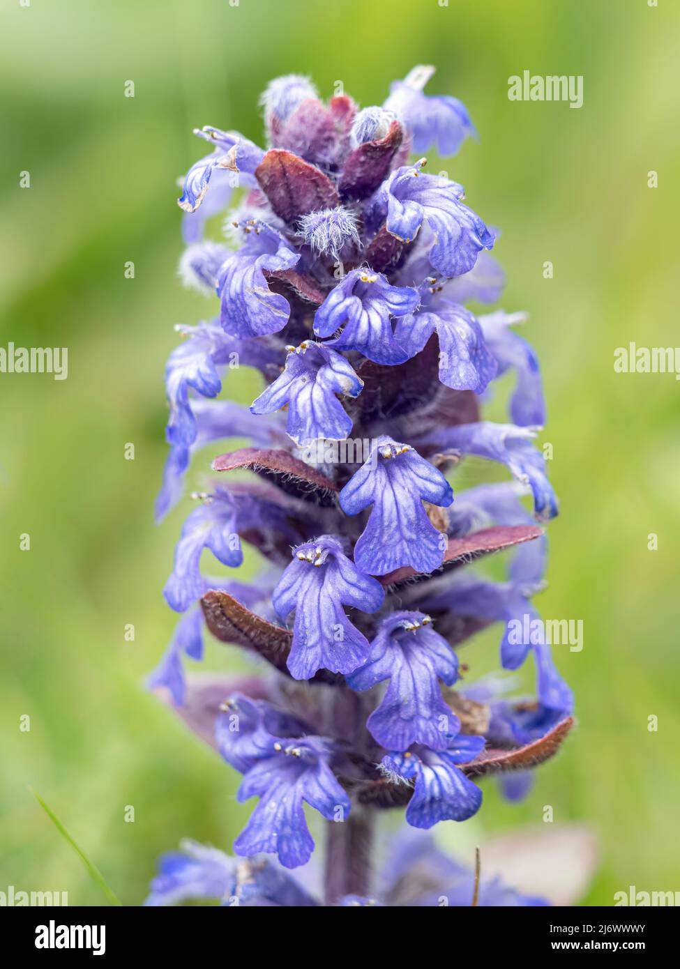 Bugle, Ajuga reptans ; pointe de fleur. Norfolk Mai Banque D'Images