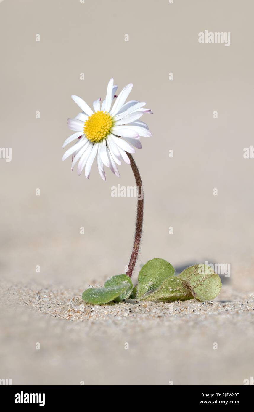 Commune Daisy, Bellis perennis, plante florale qui pousse sur une plage de sable Norfolk, avril Banque D'Images