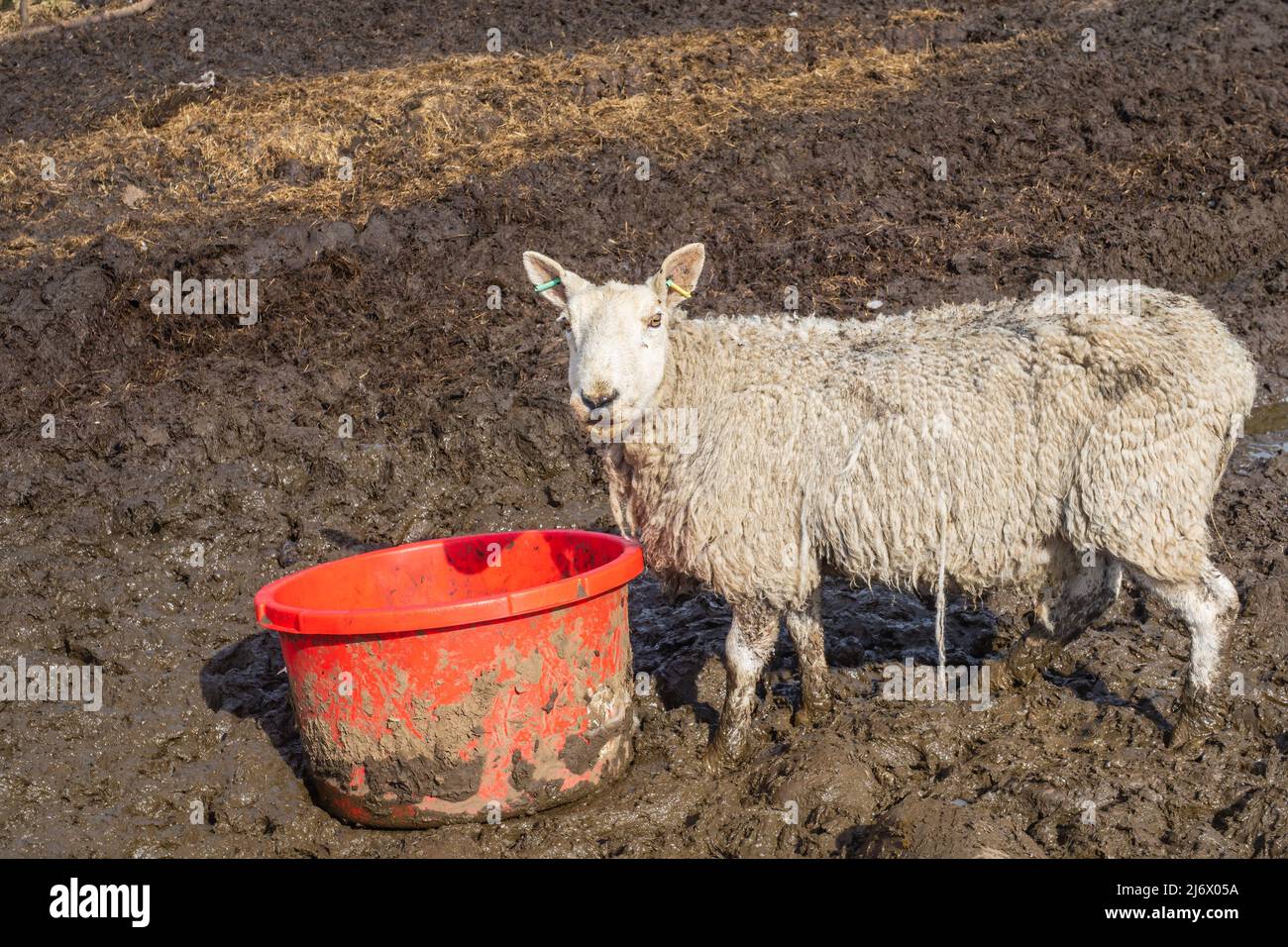 Les moutons (Ovis aries) sont domestiqués, les mammifères ruminants sont généralement gardés comme bétail. Banque D'Images