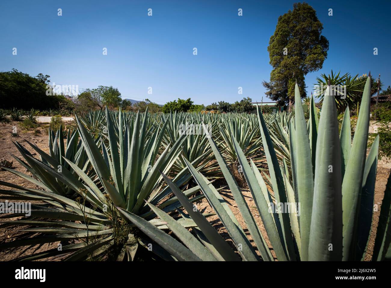 Gracias a dios mezcal, mezcaleria à Oaxaca, Mexique Banque D'Images