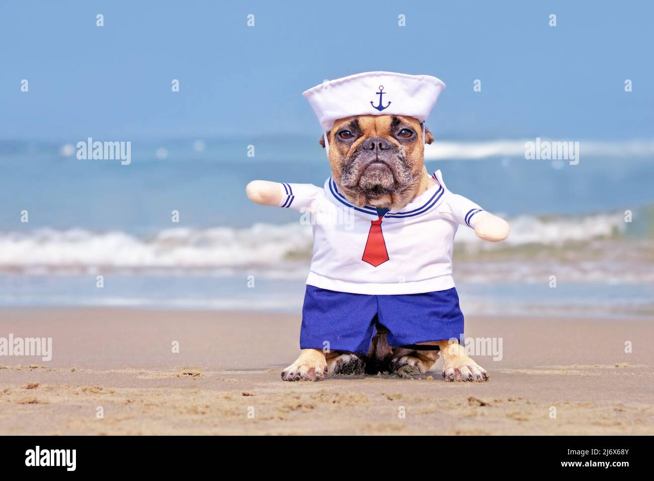 Chien de taureaux français habillé avec un costume de marin amusant à la plage Banque D'Images
