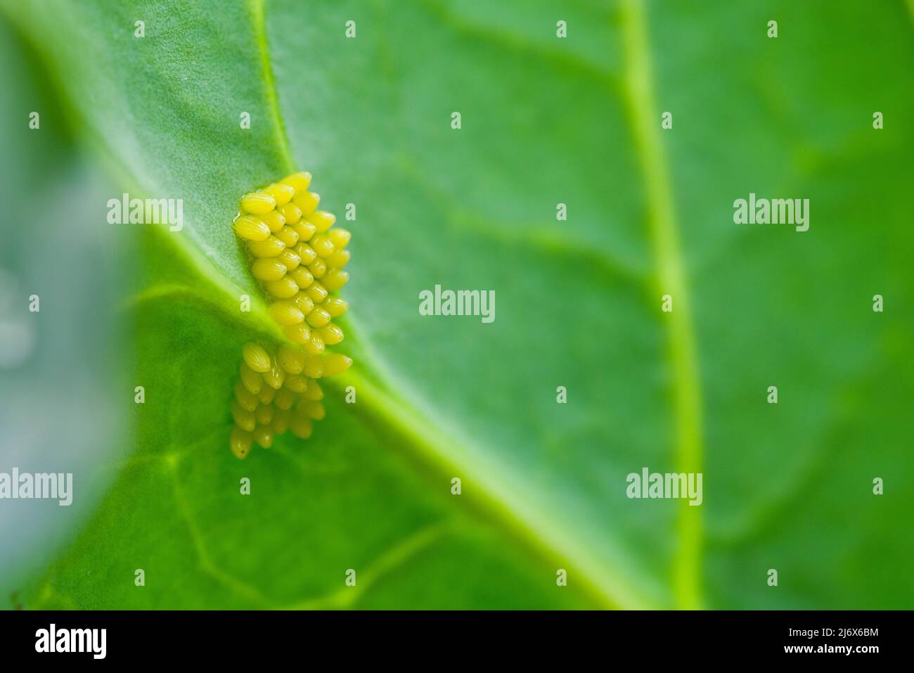 œuf d'insecte feuille Banque de photographies et d’images à haute — free download