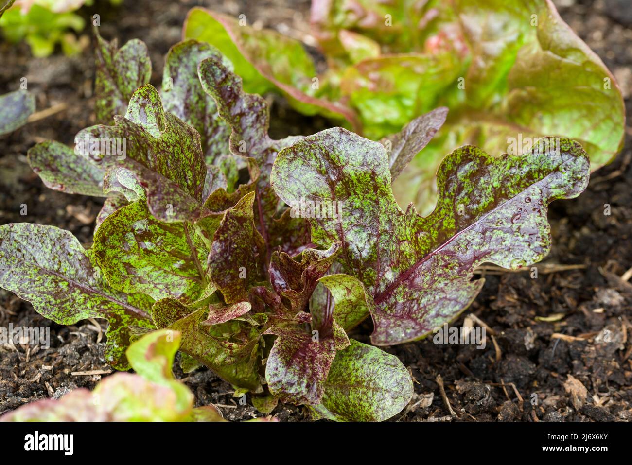 Une jeune plante de laitue chêne à fines feuilles qui grandit dans un jardin potager de style no-dig au printemps. Banque D'Images
