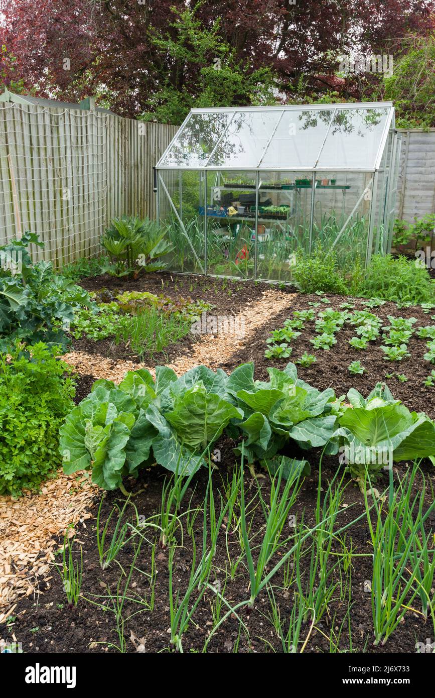 Un jardin potager de type no-dig au printemps où le compost est répandu sur la surface du sol comme un paillis et les processus naturels sont permis d'effectuer la culture. Banque D'Images