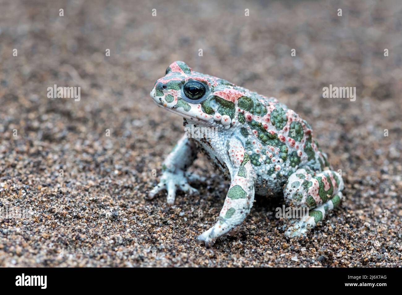 Bufotes sitibundus, Toad vert variable. Levsos Banque D'Images