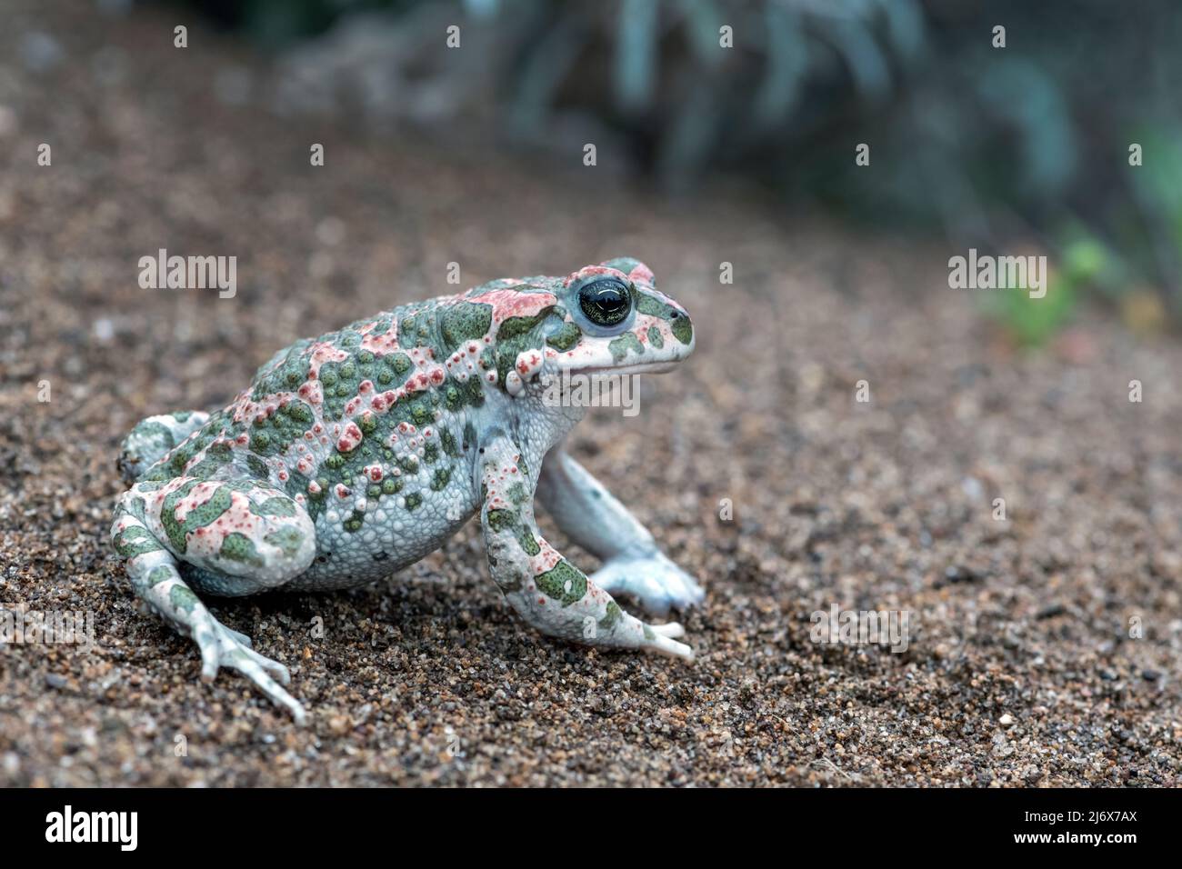 Bufotes sitibundus, Toad vert variable. Levsos Banque D'Images