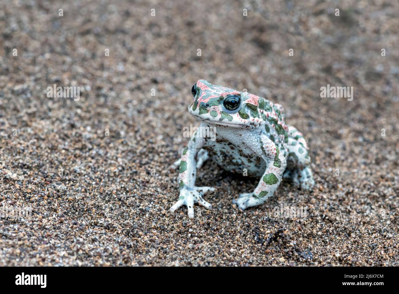 Bufotes sitibundus, Toad vert variable. Levsos Banque D'Images