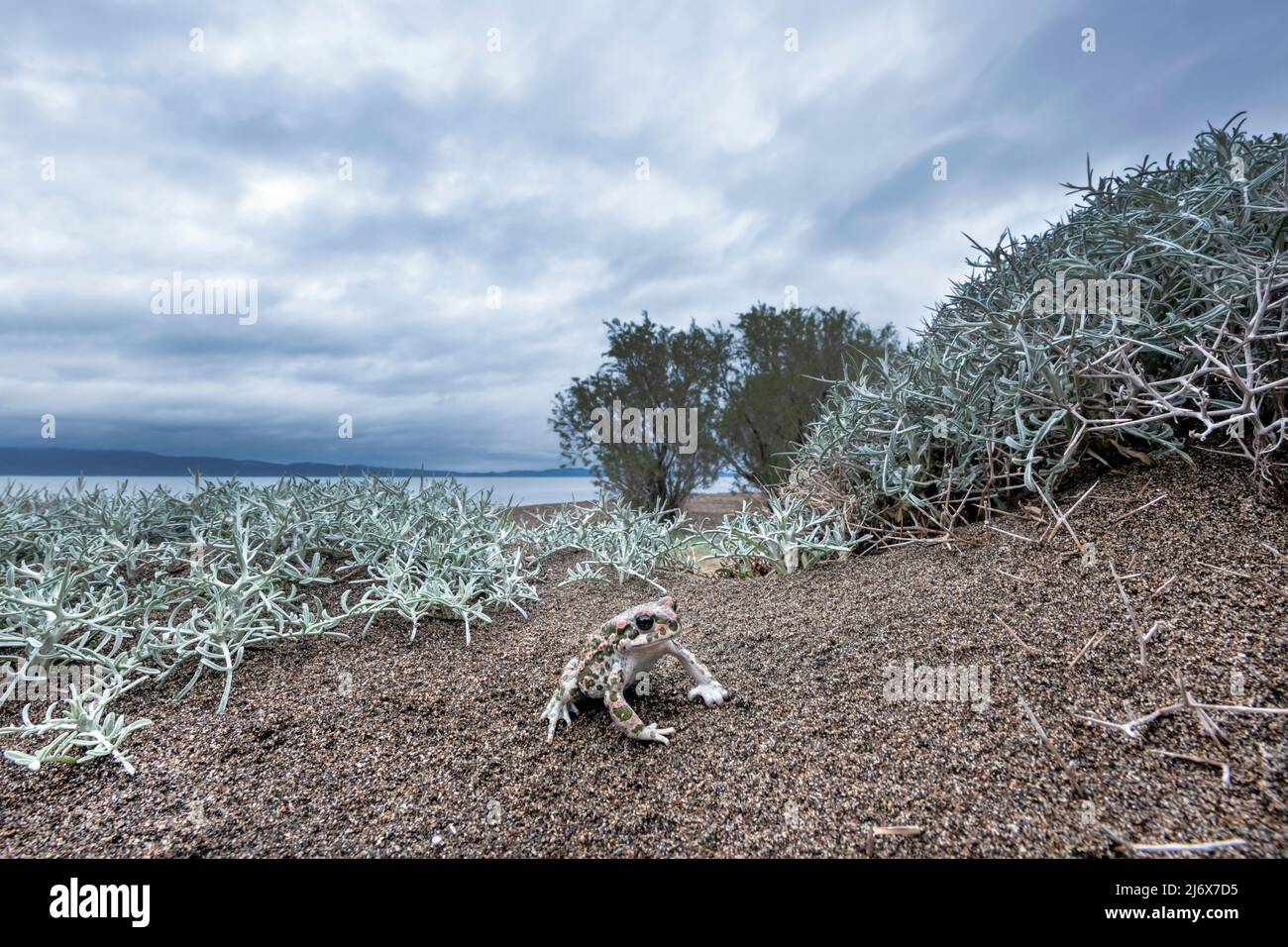 Bufotes sitibundus, Toad vert variable. Levsos Banque D'Images