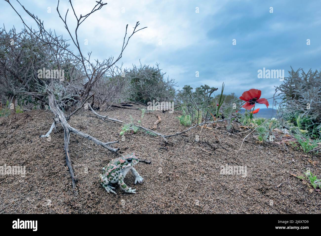 Bufotes sitibundus, Toad vert variable. Levsos Banque D'Images