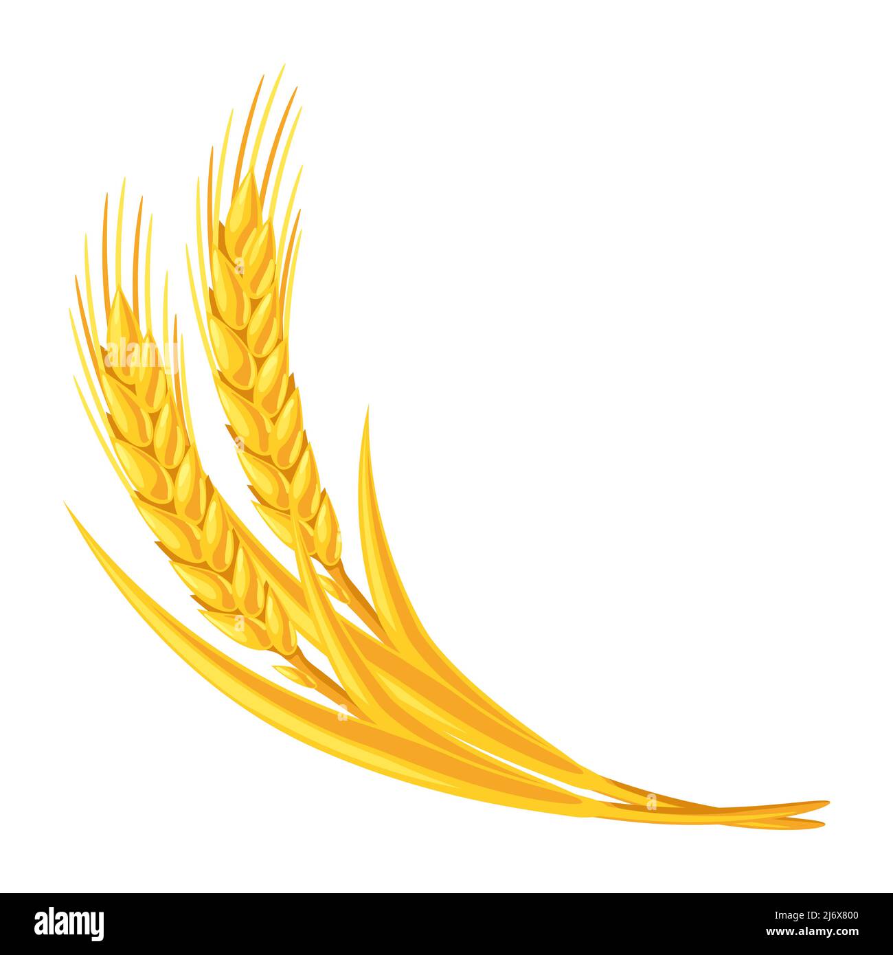 Illustration du groupe de blé. Image agricole oreilles dorées naturelles d'orge ou de seigle. Illustration de Vecteur