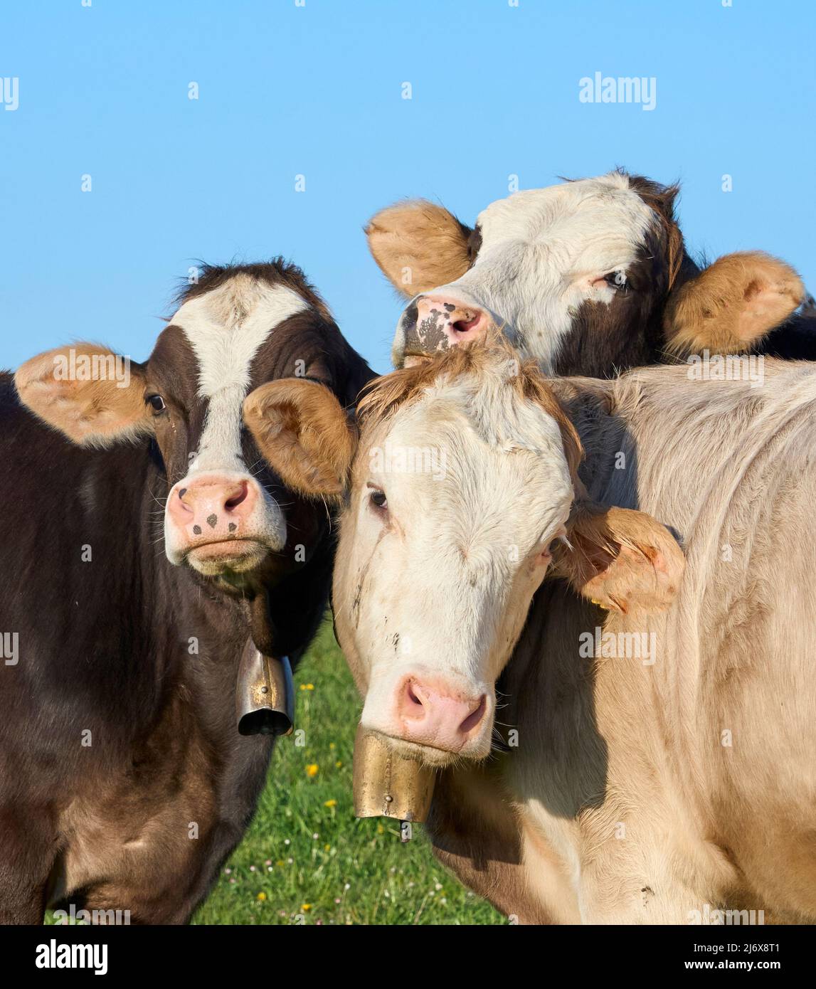 Drôle de jeunes vaches laitières en pâturage dans la région d'Allgaeu, Alpes bavaroises, Allemagne Banque D'Images