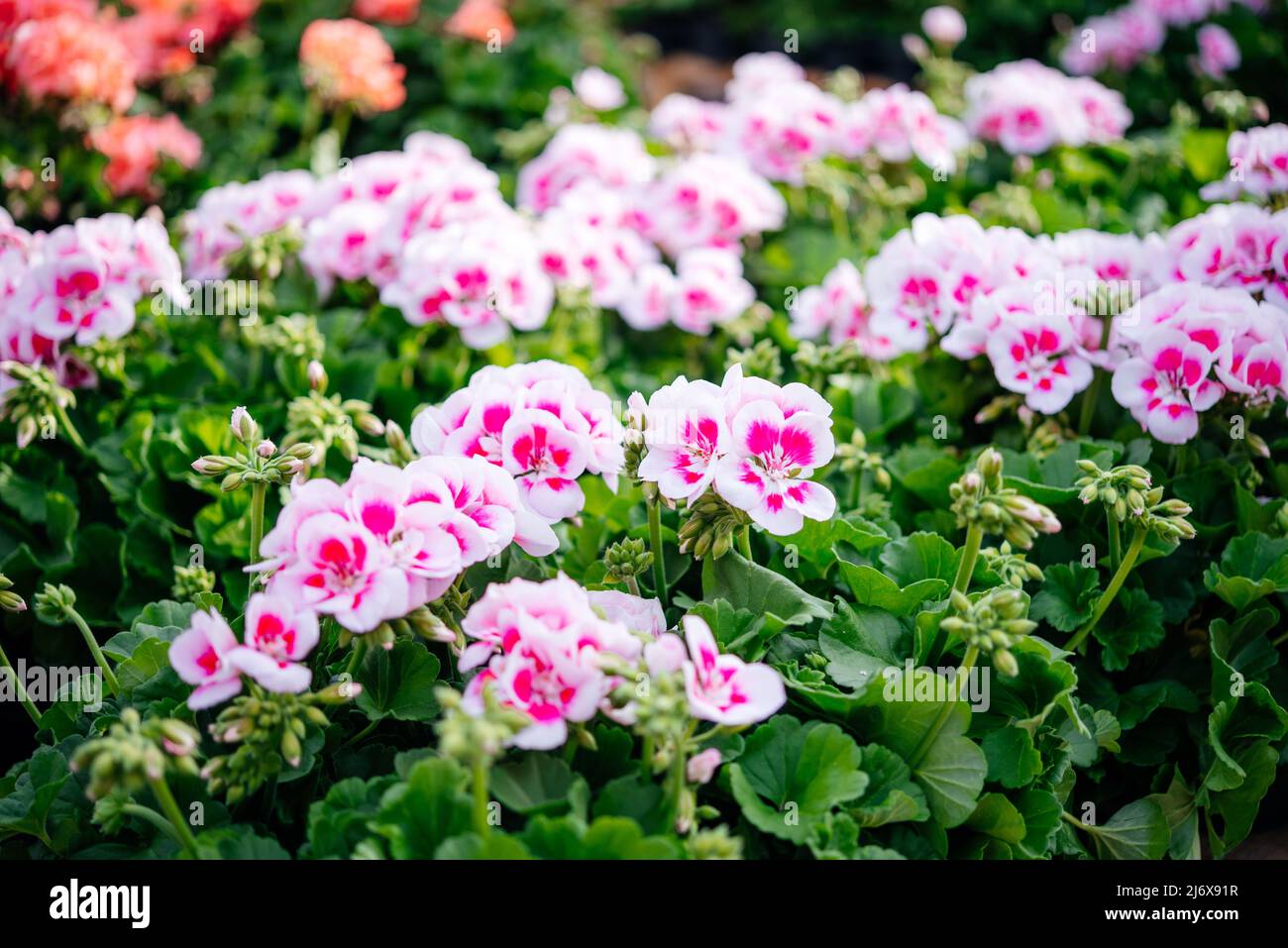 Fleur de géranium de pélargonium rose et blanc dans le pot au marché aux fleurs en Italie Banque D'Images