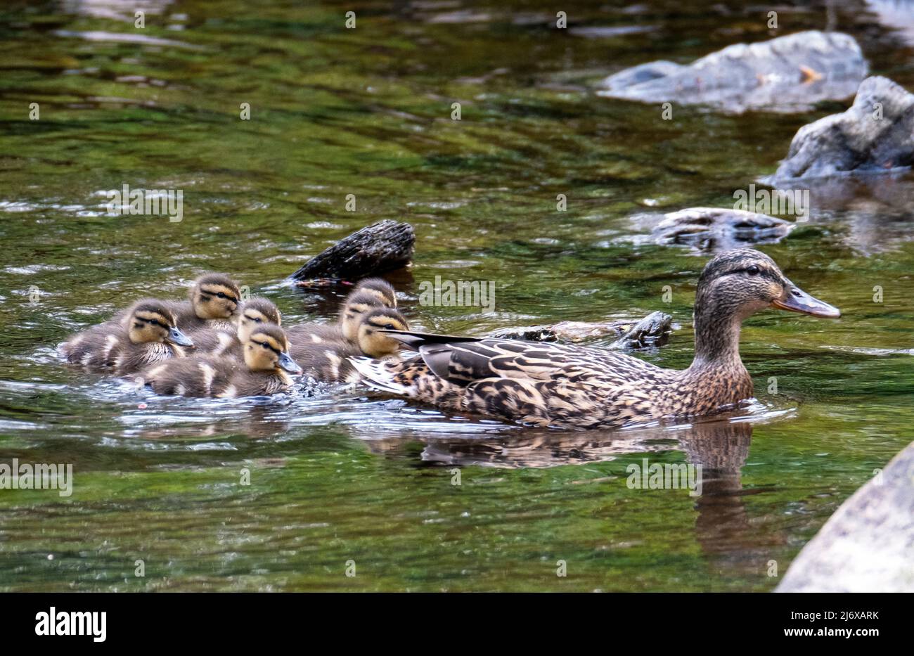 Canard colvert et canetons ont une excursion sur la rivière Almond dans le parc Almondell Country Park, West Lothian. Banque D'Images