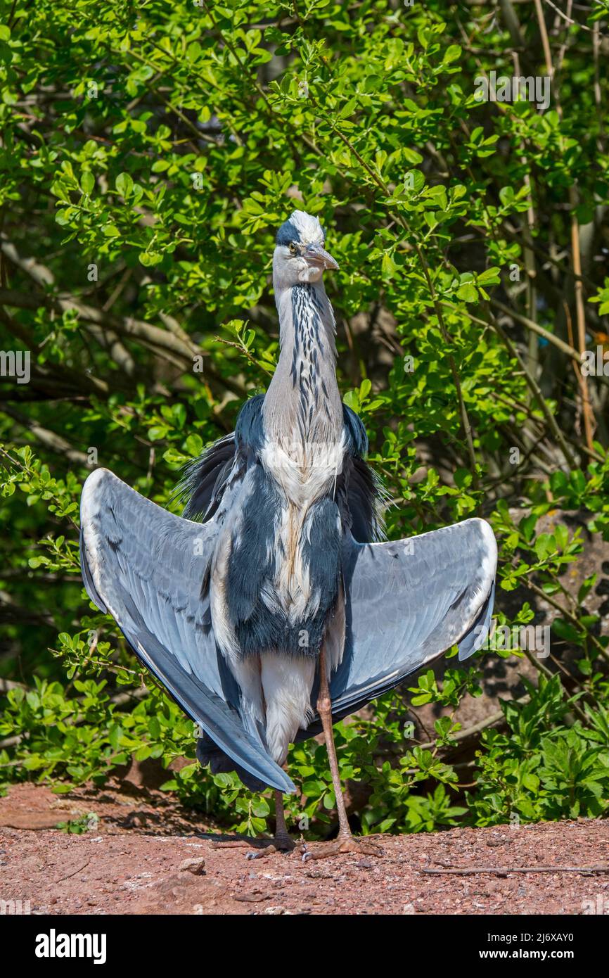 Bronzage / héron gris (Ardea cinerea) dans une posture d'aile delta face au soleil Banque D'Images