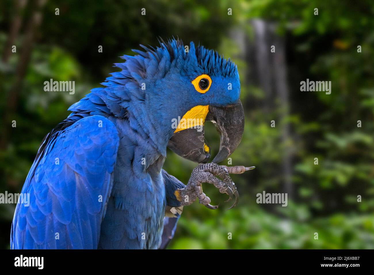 Hyacinth macaw / hyacinthine macaw (Anodorhynchus hyacinthinus) parrot originaire d'Europe centrale et de l'Amérique du Sud Banque D'Images
