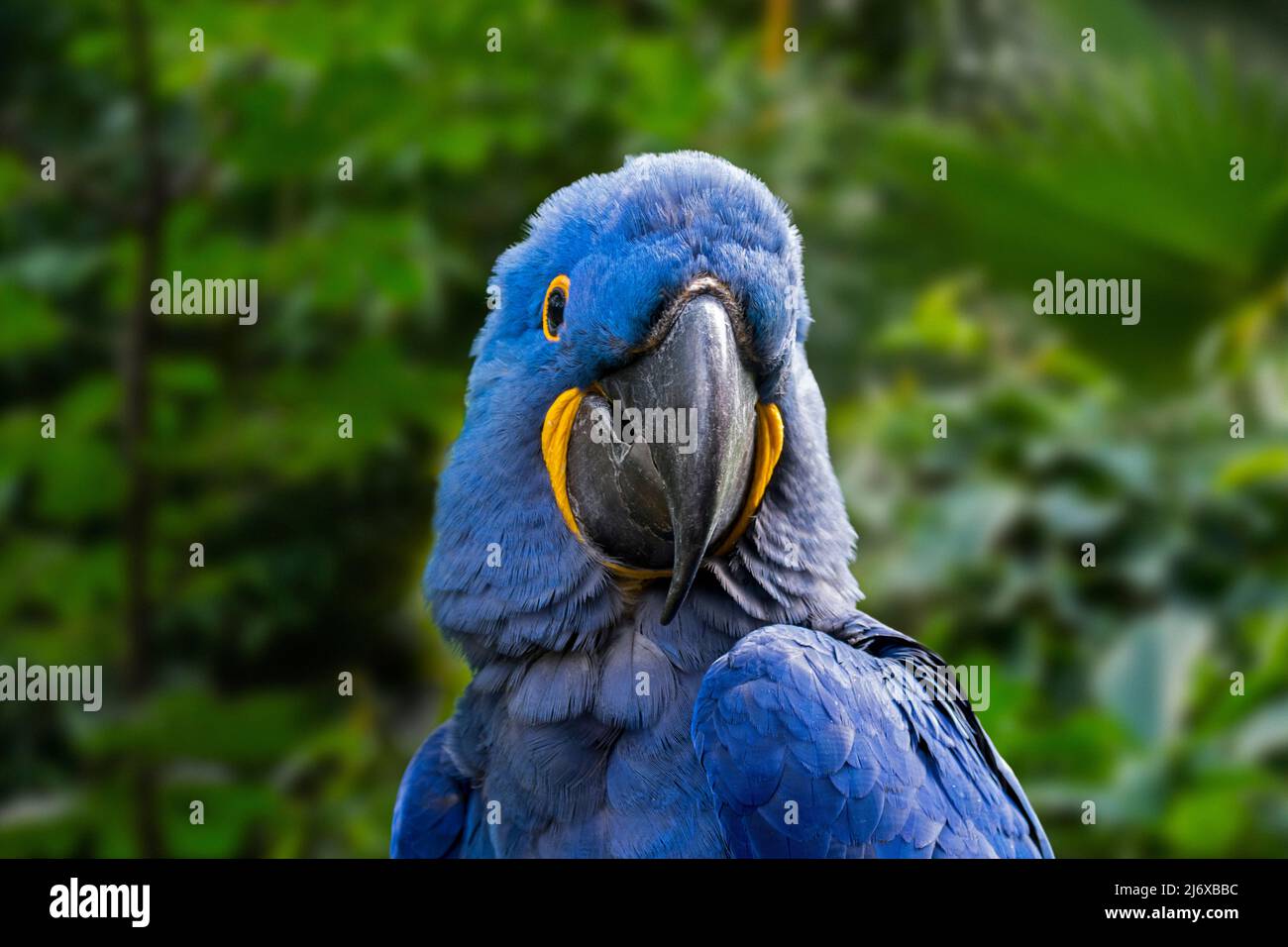 Hyacinth macaw / hyacinthine macaw (Anodorhynchus hyacinthinus) parrot originaire d'Europe centrale et de l'Amérique du Sud Banque D'Images