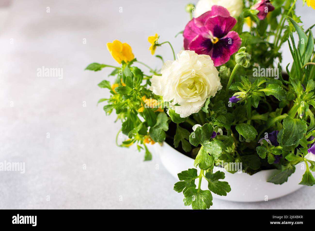 Vase rond blanc avec fleurs de printemps et d'été Ranunculus et Muscari, pétunias et pansies dans le sol sur fond gris Banque D'Images
