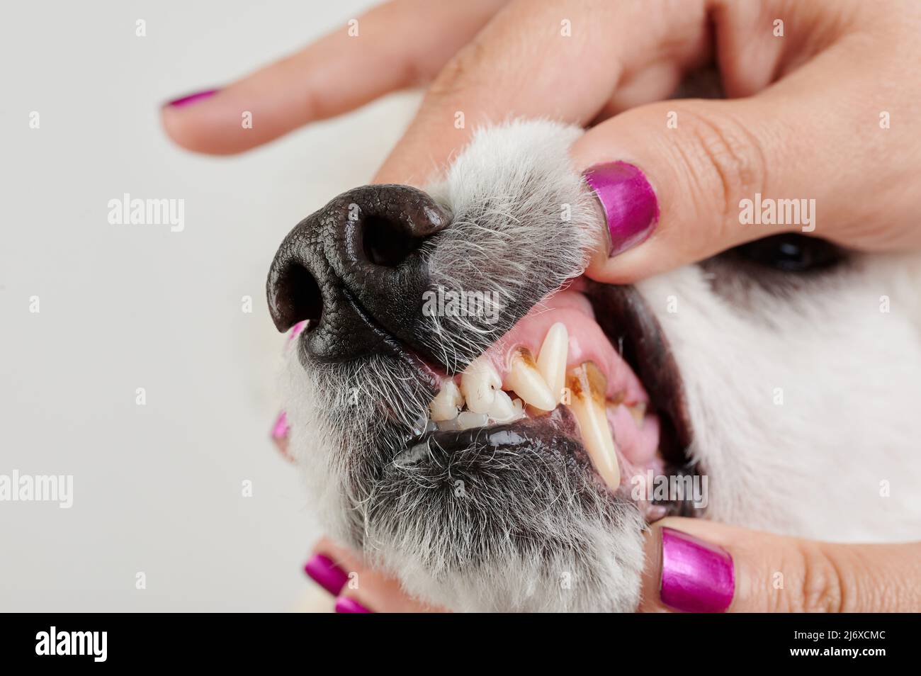 Vétérinaire vérifier les dents de chien vue rapprochée isolée Banque D'Images