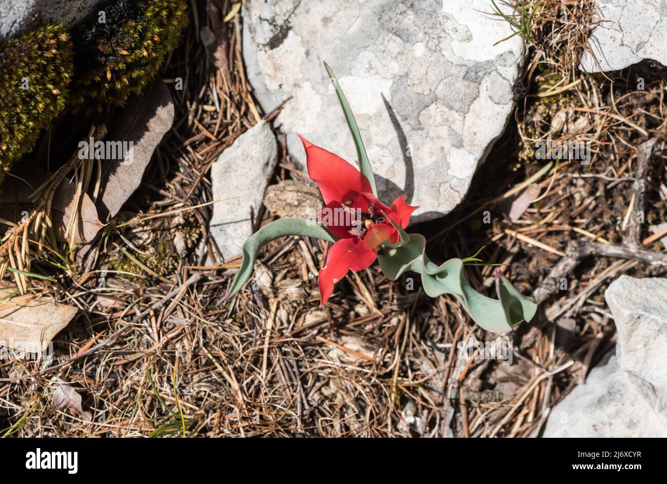 Tulipe à fleurs (Tulipa armena) Banque D'Images