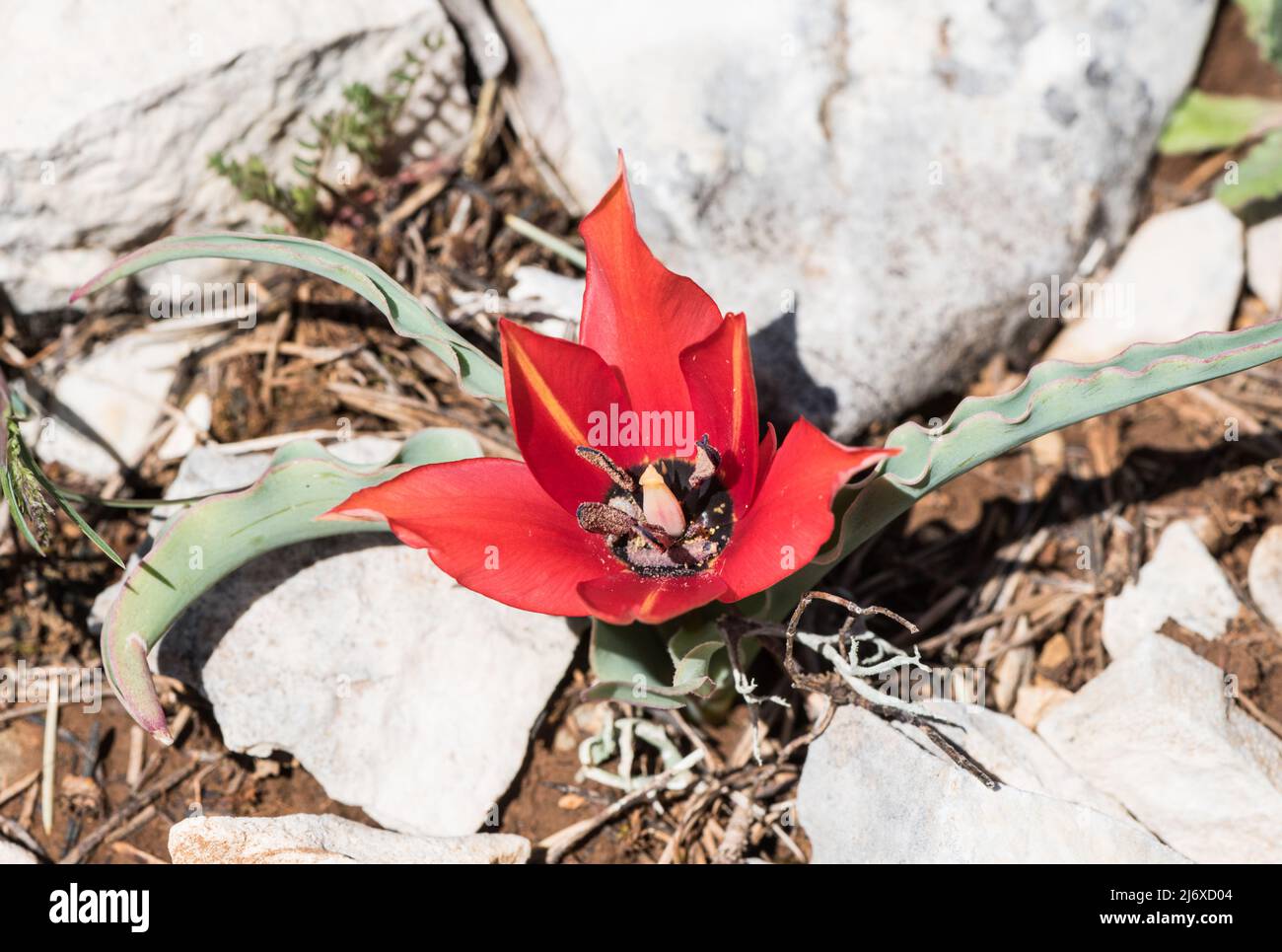 Tulipe à fleurs (Tulipa armena) Banque D'Images