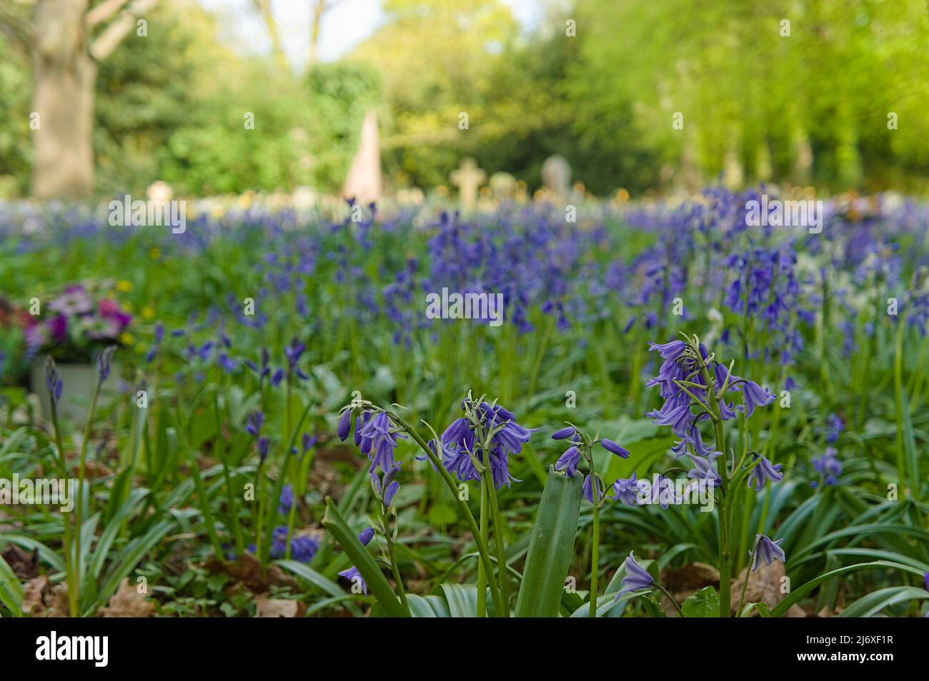 Fleurs espagnoles de Bluebell (Hyacinthoides non-scripta) ombragées dans un cimetière boisé avec un fond doux et concentré Banque D'Images