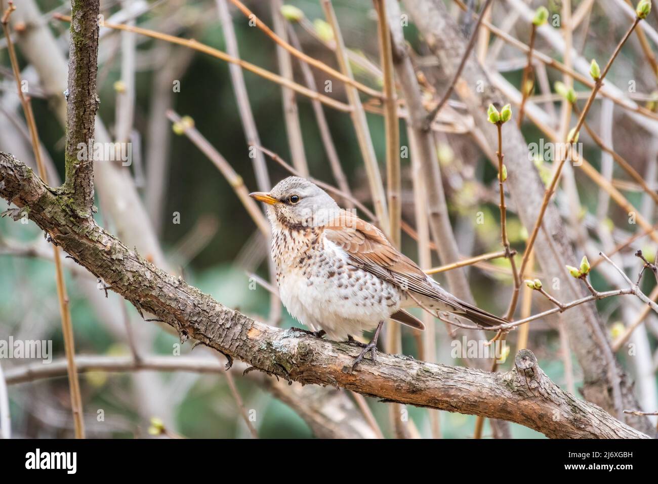 Fieldbird est assis sur une branche au printemps avec un arrière-plan flou. Champ, Turdus pilaris. Banque D'Images