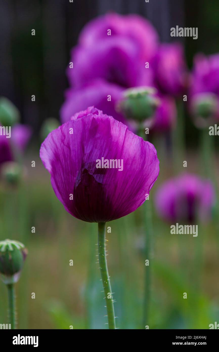 Riche violet Bleu Hongrois Breadseed fleur de pavot (Papaver somniferum) qui fleurit dans un jardin. Banque D'Images