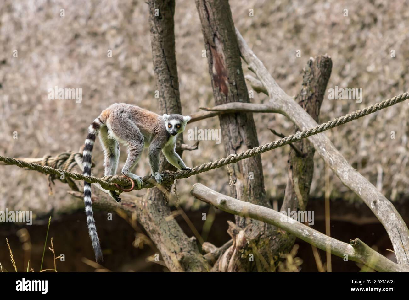 Un lémurien a son cub sur son dos et traverse un champ vert. Banque D'Images