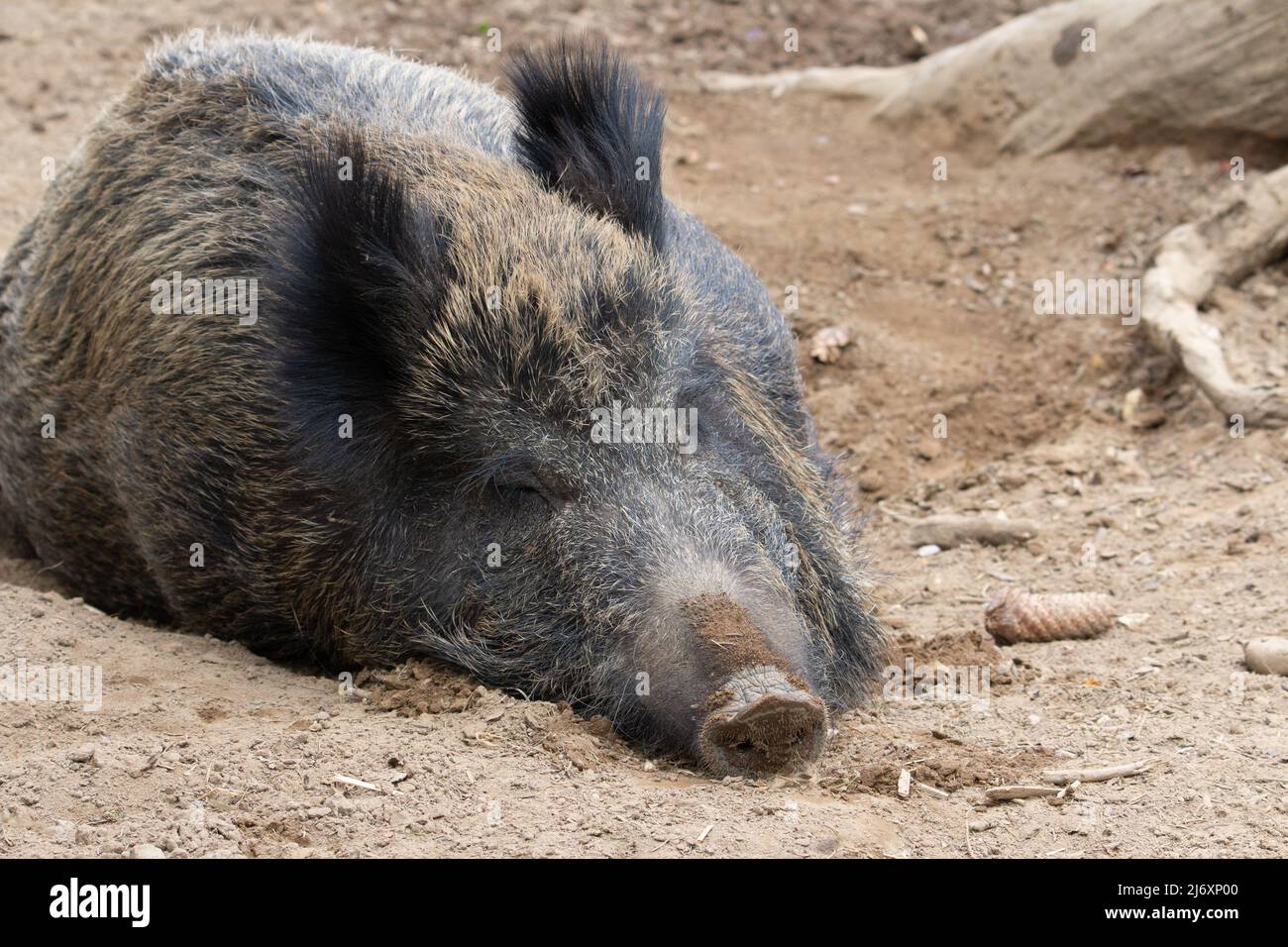 Un seul sanglier endormi (sus scrofa) qui se pose dans la terre Banque D'Images