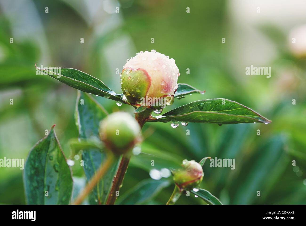 Plante de pivoine avec boutons de fleurs dans le jardin, pivoines non ouvertes humides de la pluie Banque D'Images